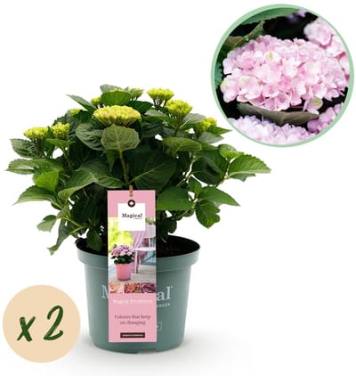 Green boutiQ - Terrasplant - Hortensia - Hydrangea Magical Revolution Pink - Pink - 6-10 Bloemen - 2 Planten - Pot 23cm Hoogte 55cm