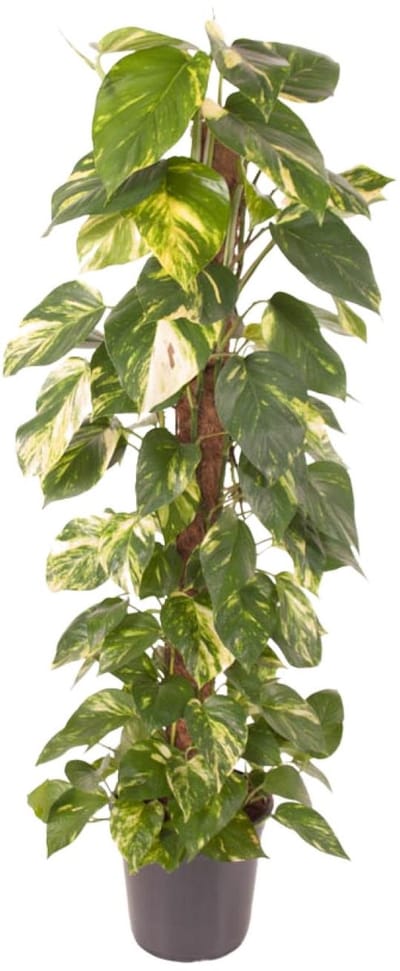 Drakenklimop, Epipremnum Pinnatum, 120 cm hoog, perfecte voor binnenruimtes