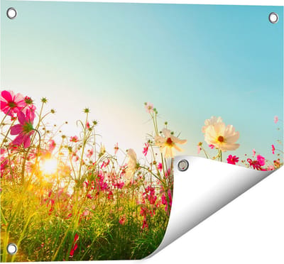 Gards Tuinposter Kosmos Bloemenveld met een Opkomende Zon - 50x40 cm - Tuindoek - Tuindecoratie - Wanddecoratie buiten - Tuinschilderij