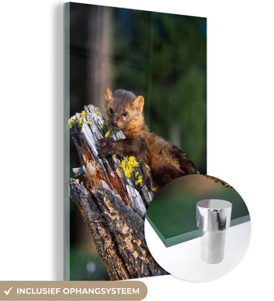 MuchoWow® Glasschilderij 40x60 cm - Schilderij acrylglas - Marter - Boom - Bos - Foto op glas - Schilderijen