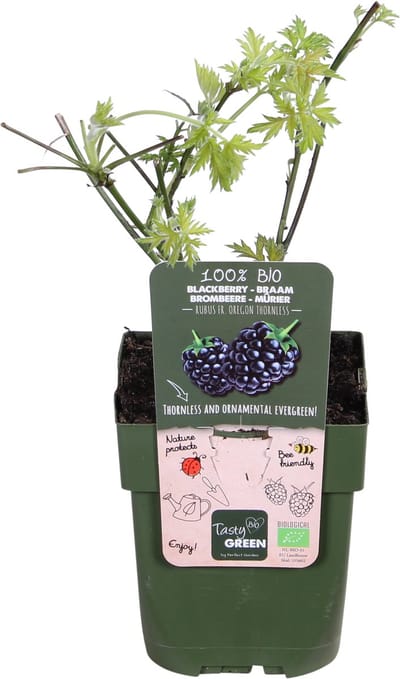 Rubus fruticosus 'Thornless Evergreen' (Klimbraam) - Geen Doornen - Hoogte: 45cm - Potmaat: Ø13cm