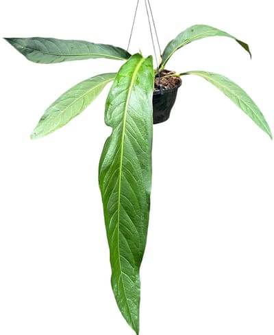 Anthurium Big Bill Kamerplant Potmaat Ø20 cm |Vers Van De Kweker
