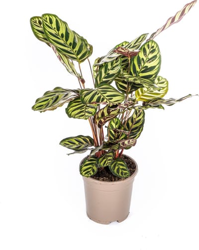 Plantenboetiek.nl | Calathea Makoyana - Ø17cm - 40-50cm hoog - Kamerplant - Groenblijvend