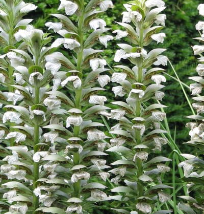 6x Acanthus mollis 'Hollard's Gold' Pot 9x9cm - Prachtige plant voor in de tuin