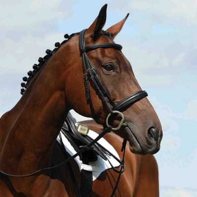Kaptoom hoog hoofdstel Weatherbeeta Collegiate Syntovia+