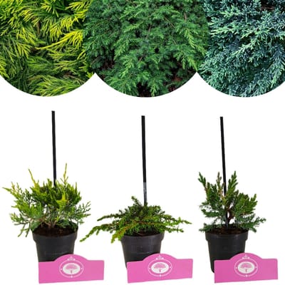 Set van 3 Jeneverbessen - Juniperus C. 'Green carpet', 'Old Gold', 'Blue Carpet' – 9cm pot