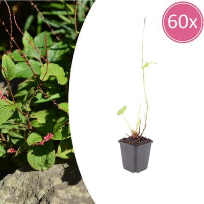 Tuinplantenshop.com | Persicaria a. 'Speciosa' | 60 stuks - Ø9cm - 10-25cm hoog - Tuinplant