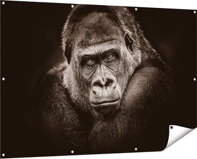 Gards Tuinposter Gorilla - Zwart Wit - 150x100 cm - Tuindoek - Tuindecoratie - Wanddecoratie buiten - Tuinschilderij