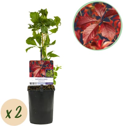 Plantenboetiek.nl | Wilde Wingerd - Parthenocissus Engelmannii - Blad Groen later Rood - Weinig onderhoud - 2 planten - Ø10cm - 30-40cm hoog - Tuinplant