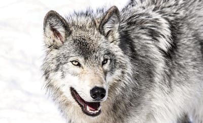 Wolf Animal Photo Wallcovering