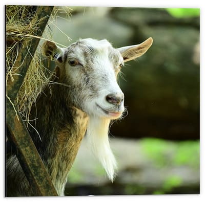 Dibond - Witte Geit met Hooi - 50x50cm Foto op Aluminium (Met Ophangsysteem)