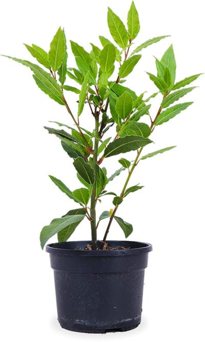 JUNAVERA Laurus nobilis – Laurierplant – Aromatisch keukenkruid – 11 cm pot – ca. 25 cm hoog