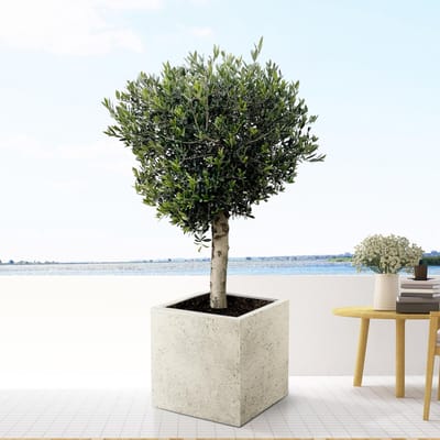 Olea Europaea Lorc - 180cm- Ø50