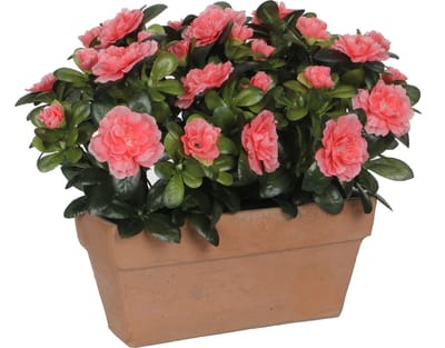 Mica Decorations - Azalea Kunstplant in Balkonbak Slate - L29 x B13 x H27 cm - Perzik
