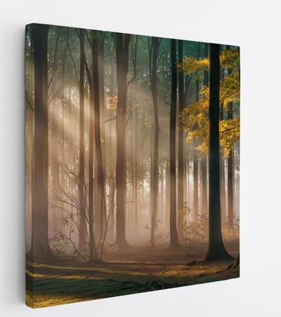 Saammp Canvas Schilderij - Bos met zonneschijn- Landschap - Bloemen - Natuur - 20x20 - Foto op canvas - Wanddecoratie - Muurdecoratie Woonkamer - Slaapkamer decoratie - Canvas Print