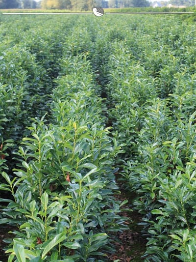 Laurier Prunus Genolia 60-80 cm, 100x Haagplant