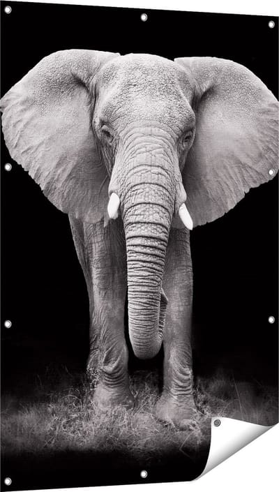 Gards Tuinposter Olifant - Zwart Wit - 80x120 cm - Tuindoek - Tuindecoratie - Wanddecoratie buiten - Tuinschilderij