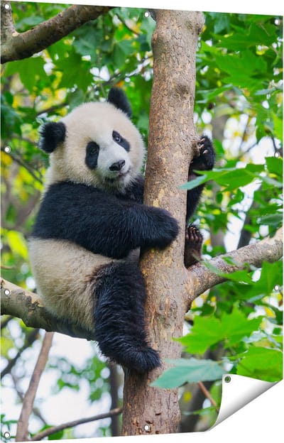 Gards Tuinposter Panda in de Bomen - 90x120 cm - Tuindoek - Tuindecoratie - Wanddecoratie buiten - Tuinschilderij