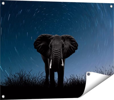 Gards Tuinposter Olifant Omringd met Sterren - 80x60 cm - Tuindoek - Tuindecoratie - Wanddecoratie buiten - Tuinschilderij
