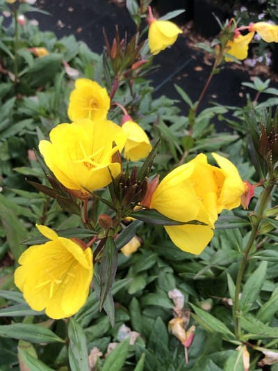 6 x Oenothera fruticosa 'Sonnenwende' - Teunisbloem in pot 9 x 9 cm
