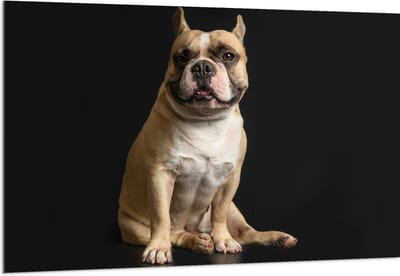 Acrylglas - Schattige Bruine Bulldog in Zitpositie tegen Zwarte Achtergrond - 150x100 cm Foto op Acrylglas (Met Ophangsysteem)