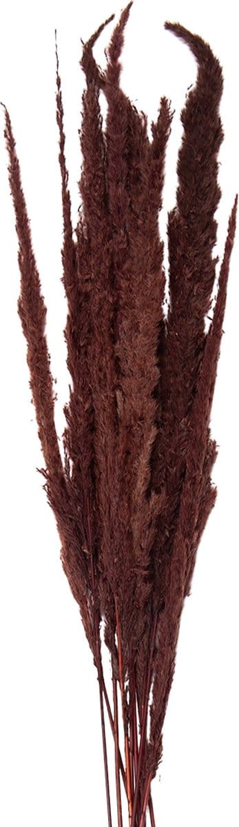Clayre & Eef Droogbloemen 100 cm Bruin Droogbloemen