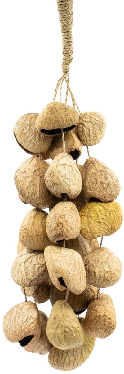Medium Pangi Seed Shell - Natural Nut Shaker (30 Shells)