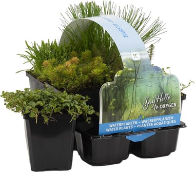 Bloomique - Set van 6 - Zuurstofrijke Vijverplanten - Hippuris - Hydrocotyle - Lilaeopsis - Myriophyllum - Rotala - Scirpus - Vijverzone 5 - Hoogte 15-25 cm - Pot 9 cm