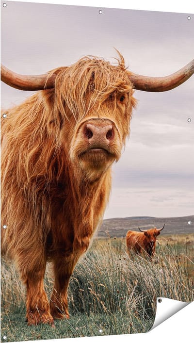 Gards Tuinposter Schotse Hooglander Koeien in de Wei - 100x150 cm - Tuindoek - Tuindecoratie - Wanddecoratie buiten - Tuinschilderij
