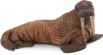 COLLECTA Figurine - Walrus - (L) - Zeedieren - Handgeschilderd - Miniatuur
