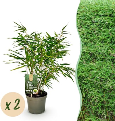Green boutiQ - Bamboe - Fargesia rufa - Groen - 2 Planten - Bladhoudend - Niet Woekerend- Pot 17cm Hoogte 60cm