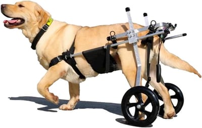 Hondenrolstoel - Hondenkar Mobiliteit - Hond Lopen Ondersteunen - Verstelbaar Ontwerp - Maat M - Zilver