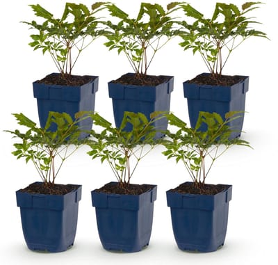 Green boutiQ - Vasteplant - Astilbe (A) Fanal - Pluimspirea - Schaduw - Rood - 6 Planten - Pot 11cm - Hoogte 15-25cm