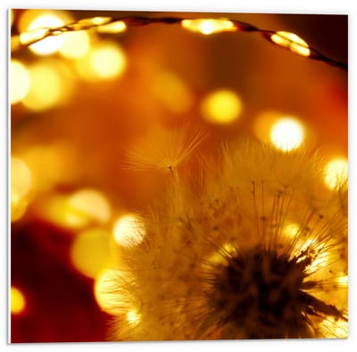 Forex - Paardenbloem bij Goud Licht - 50x50cm Foto op Forex