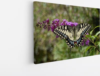 Saammp Canvas Schilderij - Vlinder - Bloemen - Dieren - 30x20 - Foto op canvas - Wanddecoratie - muurdecoratie Woonkamer - Slaapkamer decoratie - Canvas Print