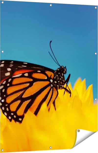 Gards Tuinposter Oranje Vlinder bij een Zonnebloem - 90x120 cm - Tuindoek - Tuindecoratie - Wanddecoratie buiten - Tuinschilderij