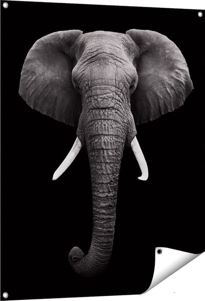 Gards Tuinposter Olifantenkop - Olifant - Zwart Wit - 80x100 cm - Tuindoek - Tuindecoratie - Wanddecoratie buiten - Tuinschilderij
