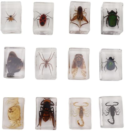 Dailygoods- Decoratie Handgemaakte Ornamenten - 12 x Kevers - Hars - Bug Exemplaren - Milieuvriendelijk - Realistische Weergave - Insectenornamenten