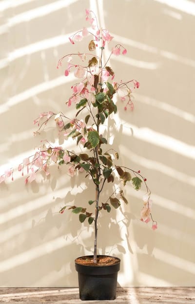 Jonge Bonte Judasboom | Cercis canadensis 'Caroline Sweetheart' | 100-150cm hoogte
