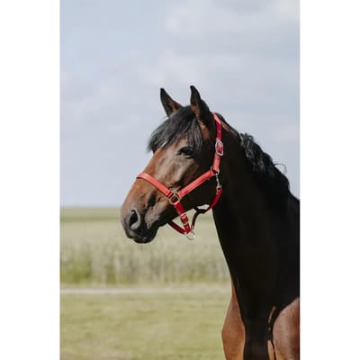 Leren halster voor paarden Riding World Cushion