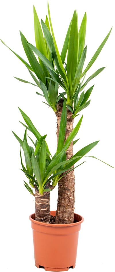 Bloomique - Yucca Elephantipes - Palmlelie - Kamerplanten - Luchtzuiverend - Gemakkelijk in onderhoud - Hoogte 60-70 cm - Pot 17 cm