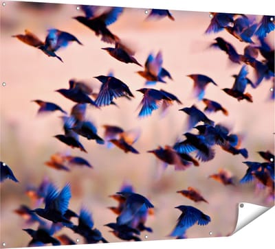 Gards Tuinposter Groep Vliegende Blauwe Spreeuw Vogels - 160x120 cm - Tuindoek - Tuindecoratie - Wanddecoratie buiten - Tuinschilderij