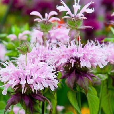 6 x Monarda 'Beauty Of Cobham ' - Bergamotplant pot 9x9cm - Rijkbloeiend, aantrekkelijk voor bijen
