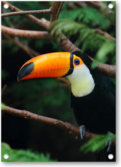 Toekan in de Jungle - Tuinposter 50x70 - Wanddecoratie - Dieren - Natuur