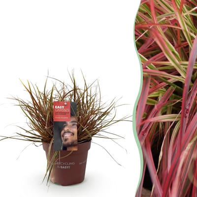 Plantenboetiek.nl | Siergrassen - Uncinia rubra Everflame - Rood - Groenblijvend - Winterhard - Ø17cm - 40-50cm hoog - Tuinplant