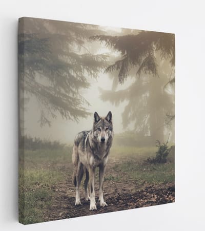 Saammp Canvas Schilderij - Wolf in een bos met mist - Dieren - Natuur - 20x20 - Foto op canvas - Wanddecoratie - muurdecoratie Woonkamer - Slaapkamer decoratie - Canvas Print