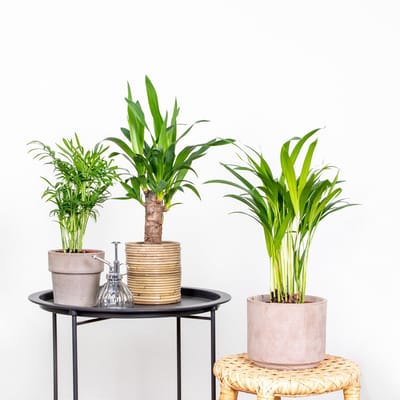 Bloomique - Set van 3 - Tropische Palmen Mix – Dypsis-Chamaedorea-Yucca – Onderhoudsvriendelijk - 20-45 cm - Pot 12 cm - Hoogte 35-45 cm