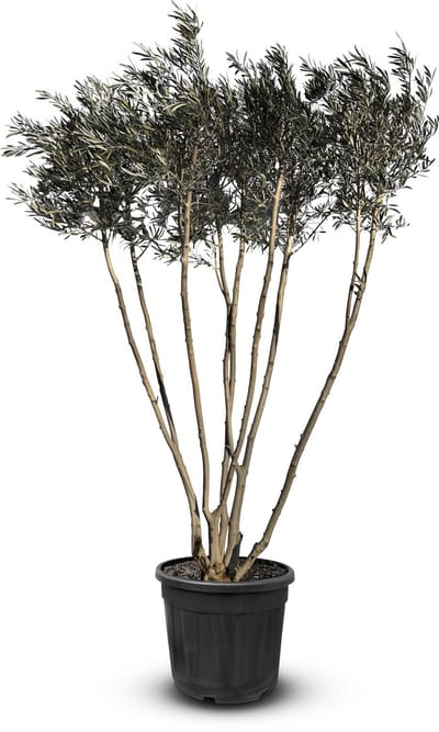 Sunny Tree - Olijfboom - Boom - Olijfstruik Multistam - Winterharde olijfboom - Hoogte 220-240 cm