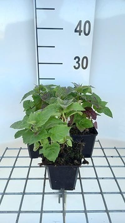 6x Bergamotplant - Monarda hybr. 'Fireball' | 9x9 cm pot