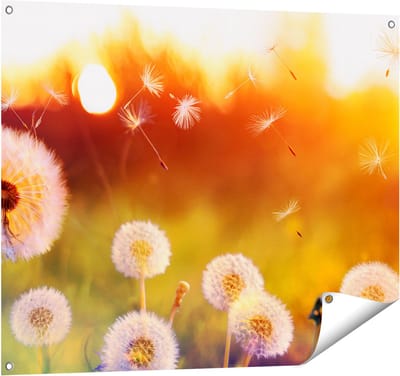 Gards Tuinposter Paardenbloemen tijdens Zonsondergang - 100x80 cm - Tuindoek - Tuindecoratie - Wanddecoratie buiten - Tuinschilderij
